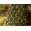 SAFLAX  - Madagascarpalme - Pachypodium - 10 Samen 6