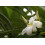 SAFLAX  - Madagascarpalme - Pachypodium - 10 Samen 2