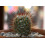 SAFLAX  - Mammilaria - Mammilaria - 40 Samen 4