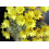 SAFLAX  - Mammilaria - Mammilaria - 40 Samen 6