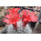 SAFLAX  - Mammilaria - Mammilaria - 40 Samen 5
