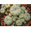 SAFLAX - Peyote - 20 semi - Lophophora 7