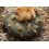 SAFLAX - Peyote - 20 semi - Lophophora 5