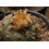 SAFLAX - Peyote - 20 semi - Lophophora 4
