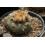 SAFLAX - Peyote - 20 semi - Lophophora 2