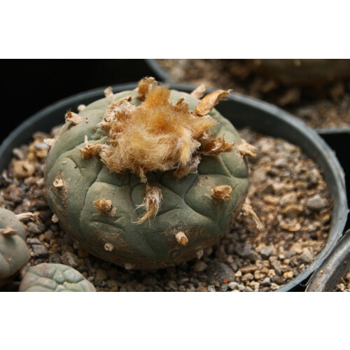 SAFLAX - Peyote - 20 semi - Lophophora 1