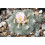 SAFLAX - Peyote - 20 semi - Lophophora 6