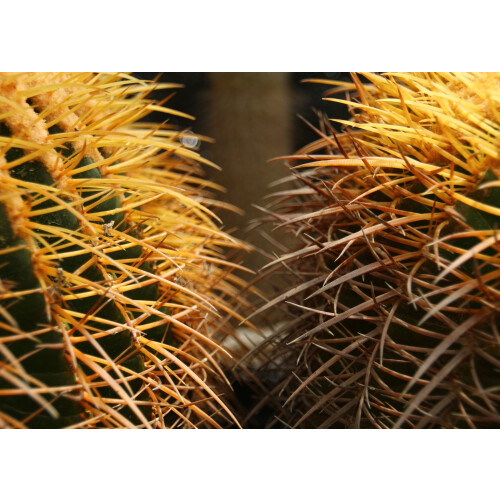 SAFLAX  - Schwiegermutterstuhl - Echinocactus - 40 Samen 2