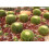 SAFLAX  - Schwiegermutterstuhl - Echinocactus - 40 Samen 5
