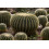 SAFLAX  - Schwiegermutterstuhl - Echinocactus - 40 Samen - Mit Substrat 7