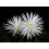 SAFLAX  - Seeigelkaktus - Echinopsis - 40 Samen 6
