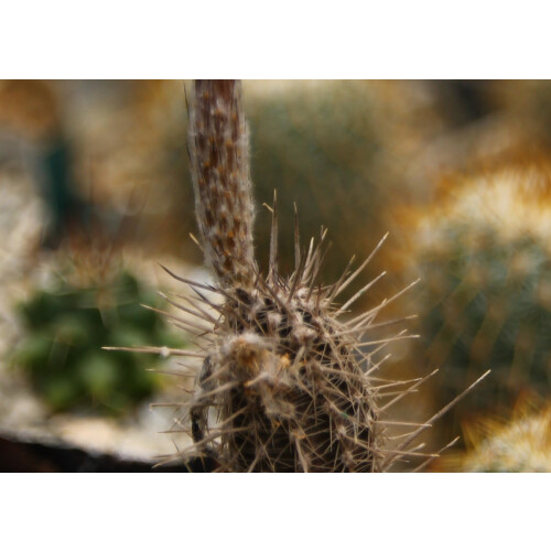 SAFLAX  - Seeigelkaktus - Echinopsis - 40 Samen 2