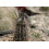 SAFLAX  - Seeigelkaktus - Echinopsis - 40 Samen 2