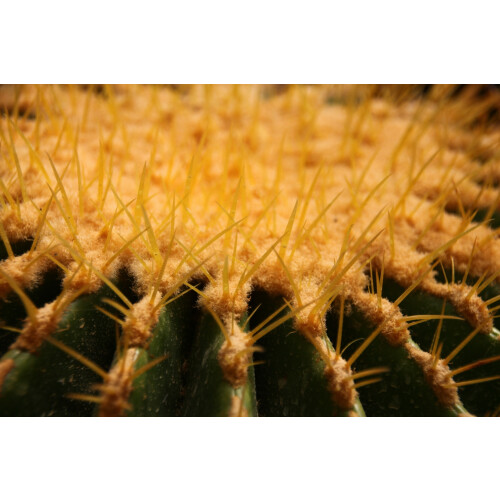 SAFLAX  - Schwiegermutterstuhl - Echinocactus - 40 Samen - Mit Substrat 2