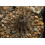 SAFLAX  - Seeigelkaktus - Echinopsis - 40 Samen - Mit Substrat 5