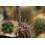 SAFLAX  - Seeigelkaktus - Echinopsis - 40 Samen - Mit Substrat 4