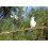 SAFLAX  - Känguruhbaum - Casuarina - 200 Samen 6