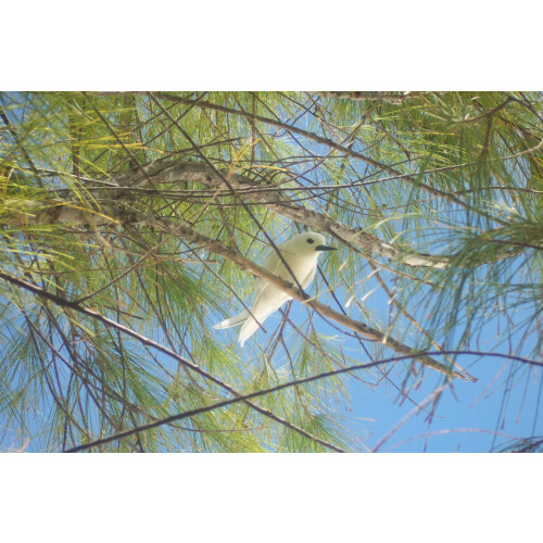 SAFLAX  - Känguruhbaum - Casuarina - 200 Samen 2