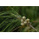SAFLAX  - Känguruhbaum - Casuarina - 200 Samen - Mit Substrat 8