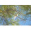 SAFLAX  - Känguruhbaum - Casuarina - 200 Samen - Mit Substrat 4