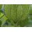 SAFLAX  - Kapstachelbeere - Physalis - 100 Samen - Mit Substrat 6