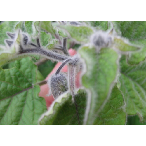 SAFLAX  - Kapstachelbeere - Physalis - 100 Samen - Mit Substrat 2