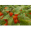 SAFLAX  - Kapstachelbeere - Physalis - 100 Samen 6