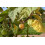 SAFLAX  - Kapstachelbeere - Physalis - 100 Samen 4