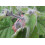 SAFLAX  - Kapstachelbeere - Physalis - 100 Samen 2