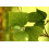 SAFLAX  - Korallenstrauch - Erythrina - 6 Samen 5