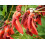 SAFLAX  - Korallenstrauch - Erythrina - 6 Samen 6