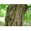 SAFLAX  - Korallenstrauch - Erythrina - 6 Samen 3