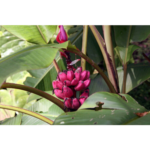 SAFLAX  - Kenia-Banane - Musa - 8 Samen 1