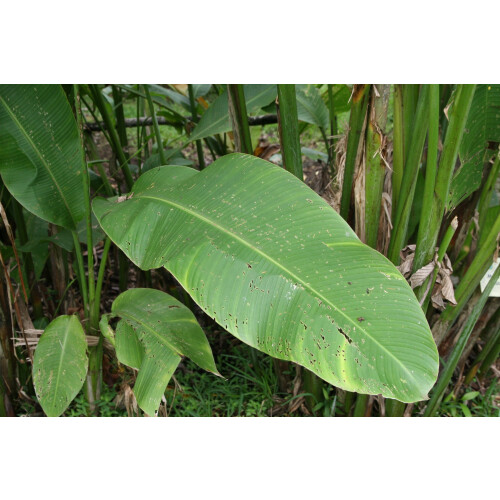 SAFLAX  - Kenia-Banane - Musa - 8 Samen 2