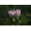 SAFLAX  - Königsprotea - Protea - 5 Samen - Mit Substrat 3