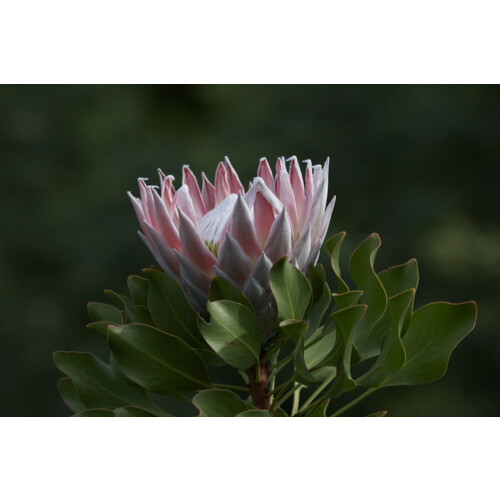 SAFLAX  - Königsprotea - Protea - 5 Samen - Mit Substrat 2