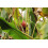 SAFLAX  - Kenia-Banane - Musa - 8 Samen 5