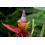 SAFLAX  - Kenia-Banane - Musa - 8 Samen 6