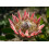SAFLAX  - Königsprotea - Protea - 5 Samen - Mit Substrat 4
