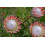 SAFLAX  - Königsprotea - Protea - 5 Samen - Mit Substrat 7