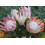 SAFLAX  - Königsprotea - Protea - 5 Samen 4