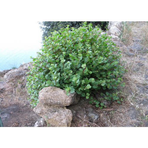 SAFLAX  - Kapernstrauch - Capparis - 25 Samen 1