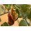 SAFLAX  - Kapernstrauch - Capparis - 25 Samen 7