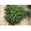 SAFLAX  - Kapernstrauch - Capparis - 25 Samen - Mit Substrat 4