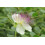 SAFLAX  - Kapernstrauch - Capparis - 25 Samen - Mit Substrat 5