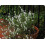 SAFLAX  - Thymian - Thymus - 200 Samen - Mit Substrat 3