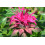 SAFLAX  - Goldmelisse - Monarda - 20 Samen - Mit Substrat 6
