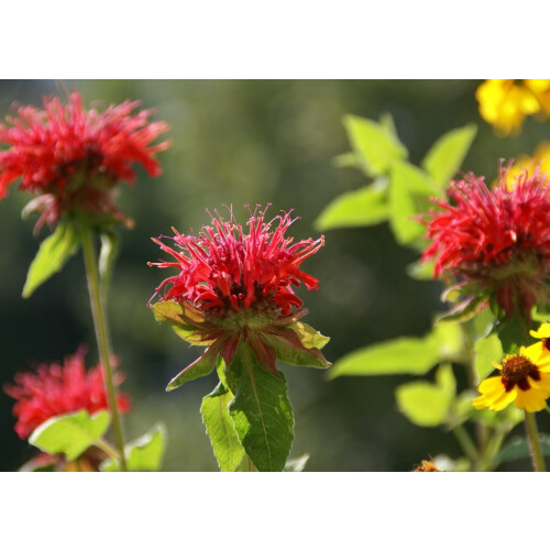 SAFLAX  - Goldmelisse - Monarda - 20 Samen 2
