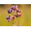 SAFLAX  - Griechischer Oregano - Origanum - 600 Samen 2