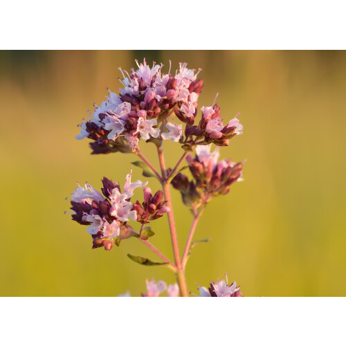 SAFLAX  - Griechischer Oregano - Origanum - 600 Samen 1